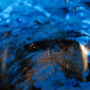 Photo Le Seul et unique Ivan