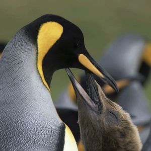 Photo Destination Wild : Chili