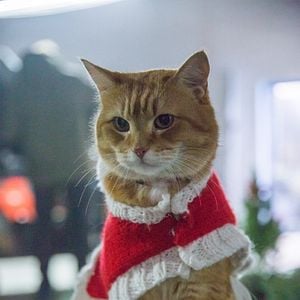 Photo Joyeux Noël Bob
