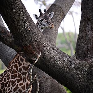 Photo Au cœur de Disney’s Animal Kingdom