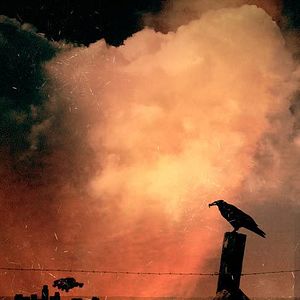 Photo The Raven
