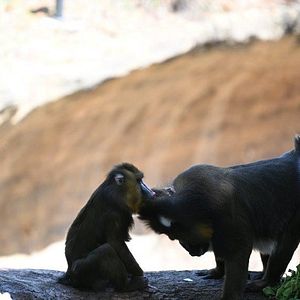Photo Au cœur de Disney’s Animal Kingdom