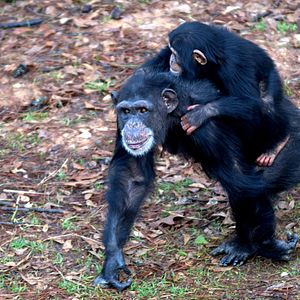 Photo Rencontre avec les chimpanzés