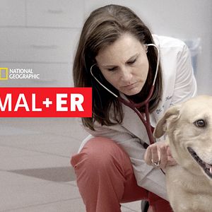 Photo Urgences Animales