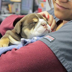 Photo Urgences Animales