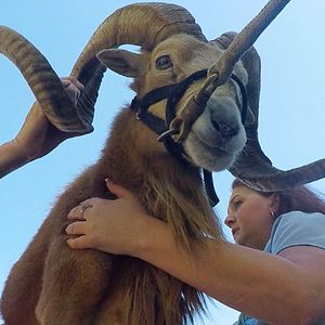 Photo Urgences Animales