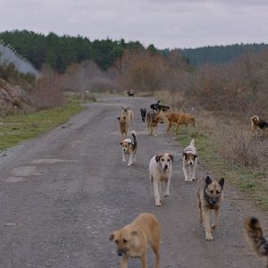 Photo Stray