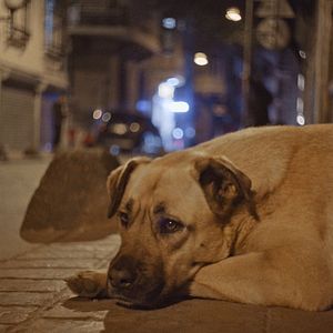 Photo Stray
