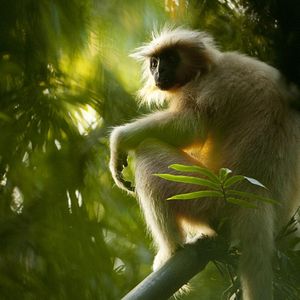 Photo Destination Wild : Inde à l'État Sauvage