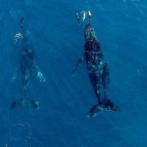 Photo Seaspiracy : La Pêche en Question