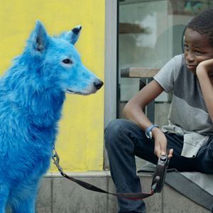 Photo Chien bleu