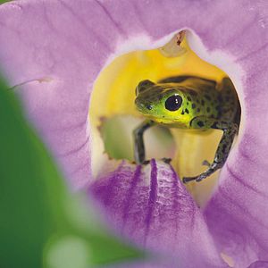 Photo La Vie en couleurs avec David Attenborough