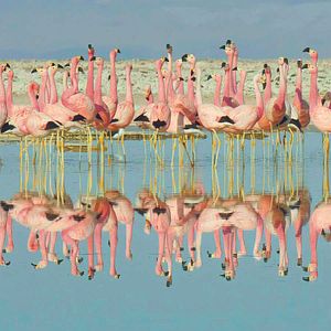 Photo La Vie en couleurs avec David Attenborough