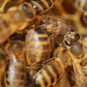Photo Être avec les Abeilles