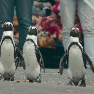 Photo Le Cap des manchots