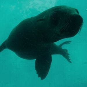 Photo Le Cap des manchots