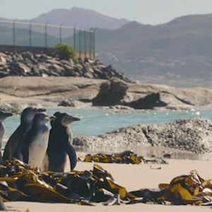 Photo Le Cap des manchots