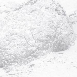 Photo La Panthère des neiges