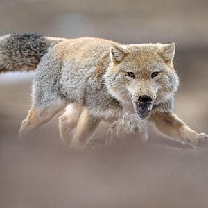 Photo La Panthère des neiges