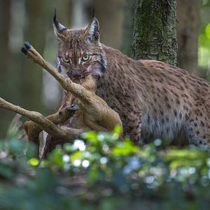 Photo Lynx