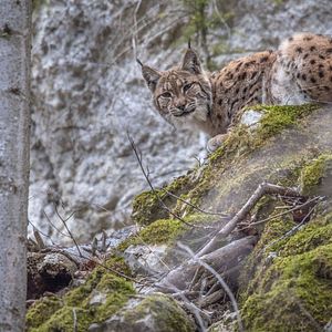 Photo Lynx