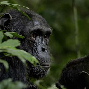 Photo Grandir dans le monde animal