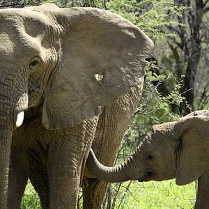 Photo Grandir dans le monde animal