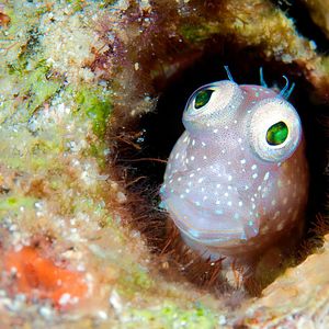 Photo Wonders of the Sea 3D