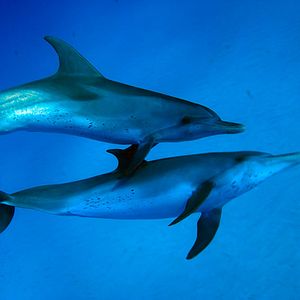 Photo Wonders of the Sea 3D