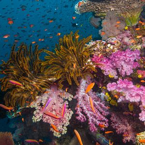 Photo Wonders of the Sea 3D