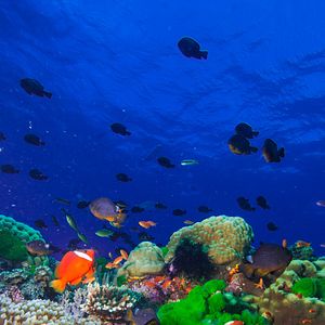 Photo Wonders of the Sea 3D