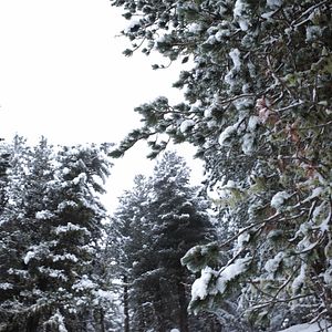 Photo La Puissance de l’arbre avec Ernst Zürcher