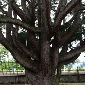 Photo La Puissance de l’arbre avec Ernst Zürcher