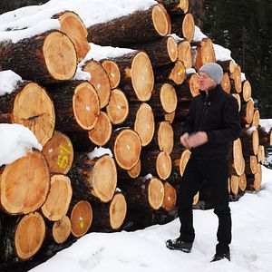 Photo La Puissance de l’arbre avec Ernst Zürcher