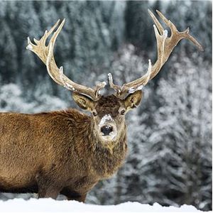 Photo Le cerf