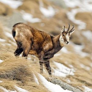 Photo Le chamois