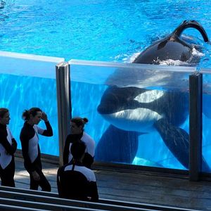 Photo Blackfish