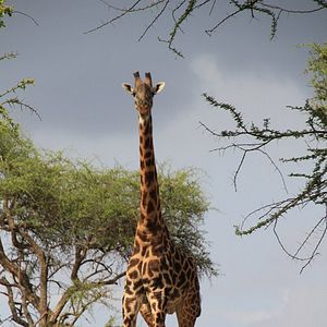 Photo African Safari 3D