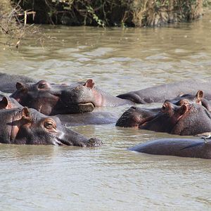 Photo African Safari 3D