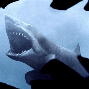 Photo Les Dents de la Mer