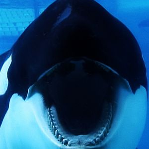 Photo Blackfish