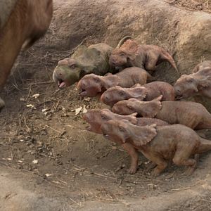 Photo Sur la terre des dinosaures, le film 3D