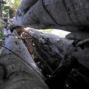 Photo Il était une forêt