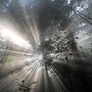 Photo Il était une forêt