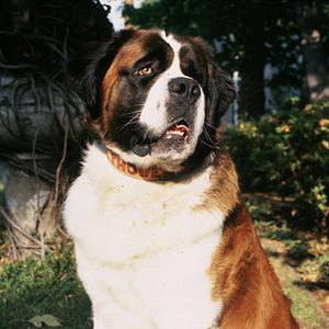 Photo Beethoven