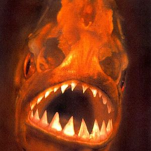 Photo Piranha