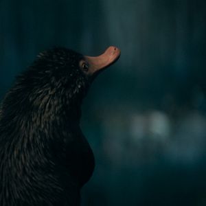 Photo Les Animaux Fantastiques : les Secrets de Dumbledore