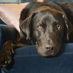 Photo Dans la peau de nos animaux