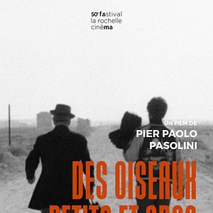 Photo Des oiseaux petits et gros