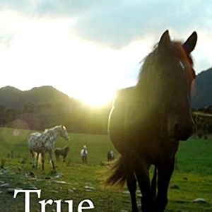 Photo Le Véritable Appaloosa